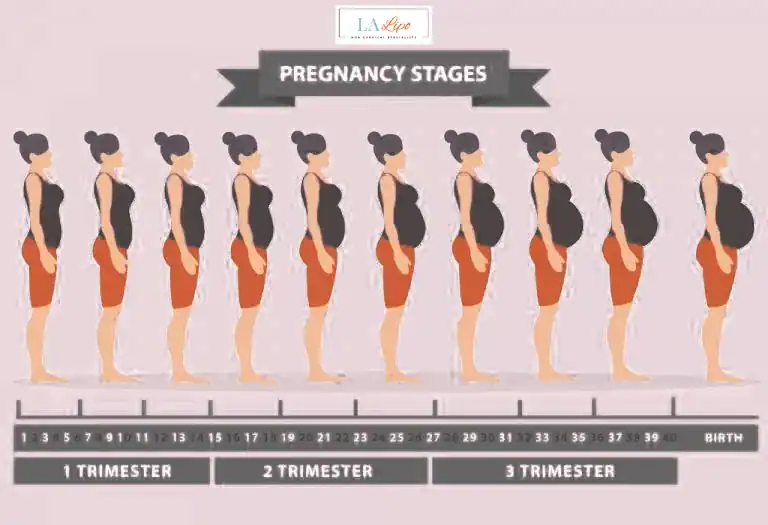First Trimester (Weeks 1–12): Early Changes You Might Not Notice Kingston Hill